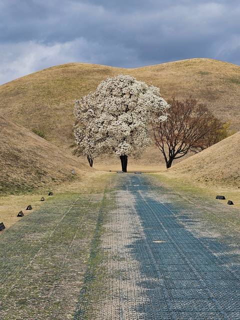 Tree with white blossoms and rolling hills.