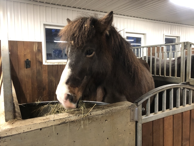 A brown horse eating hay inside a stable.