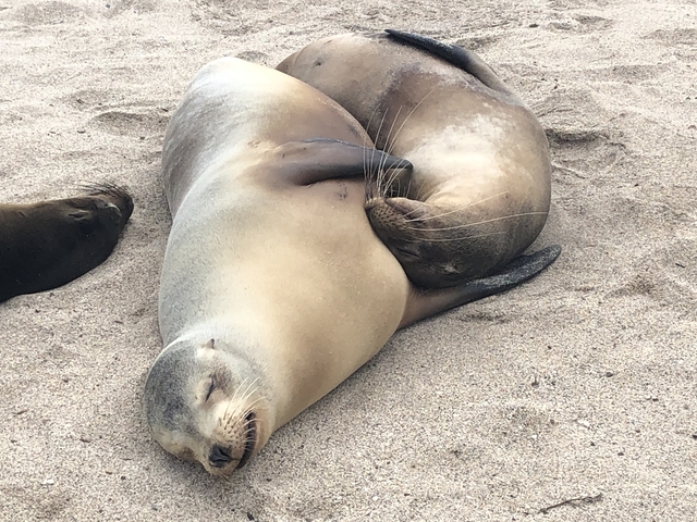Two sleeping sea lions lying on a sandy beach