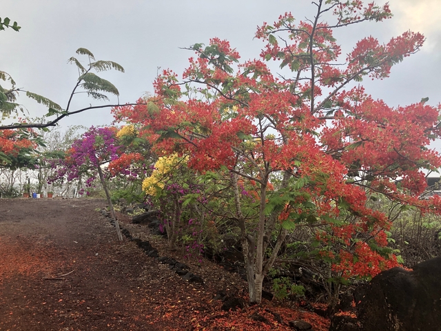 Colorful flowering trees overlooking a dirt path