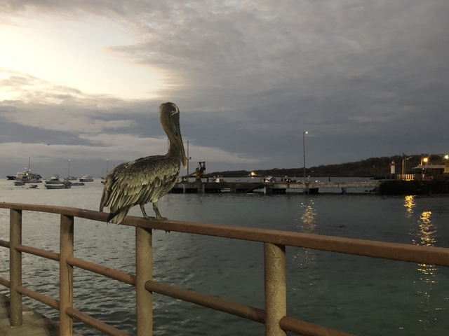 Pelican perched on a railing by the seaside at dusk