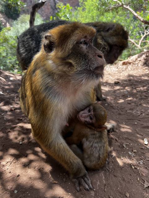 Barbary macaques in a natural setting.