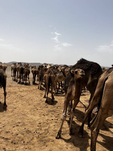 A line of camels in a desert setting.