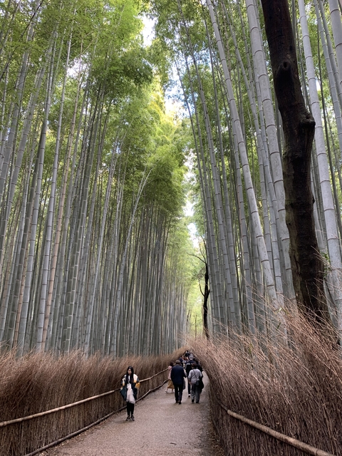 Dense bamboo forest with a path leading through.