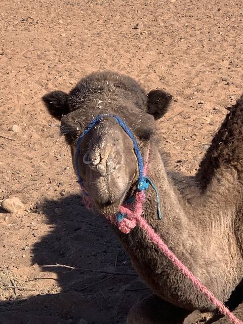 Close-up of a camel's head with colorful harness.