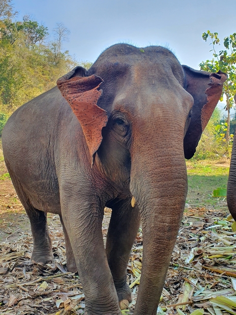 Close-up of an elephant in a natural setting.
