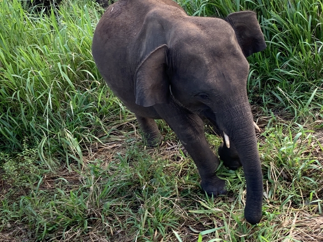 Elephant walking through tall grass.