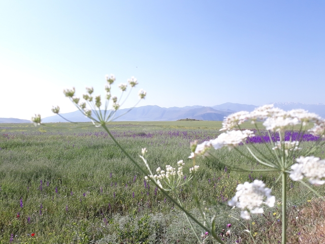 Field of wildflowers with distant mountains under a clear sky.
