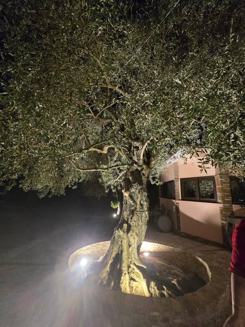 Night view of an olive tree under lights.