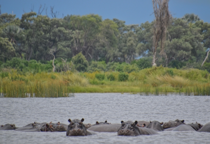 Hippopotamuses submerged in a river.