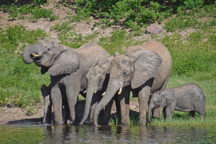 Family of elephants by the water.
