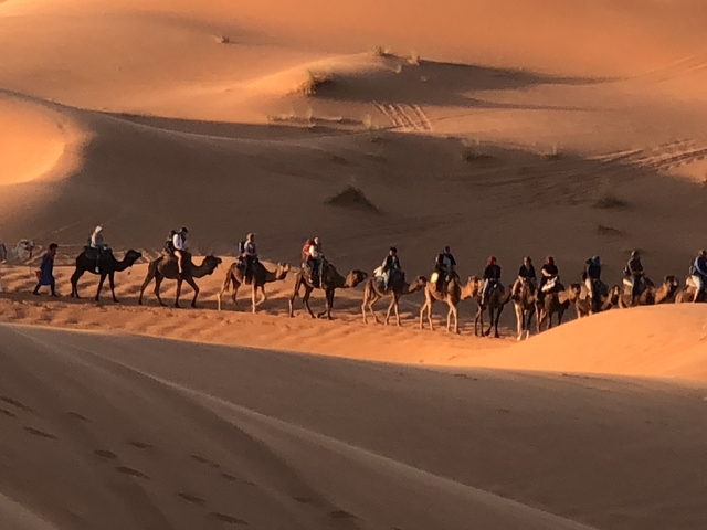 Camel caravan crossing sweeping sand dunes.