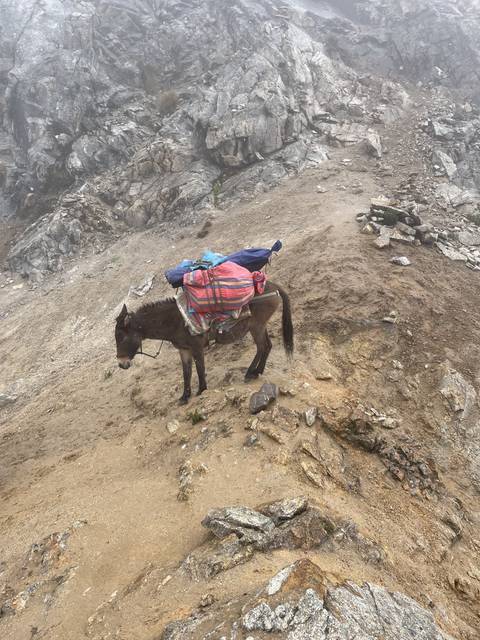 Pack animal loaded with gear on a rugged mountain trail.