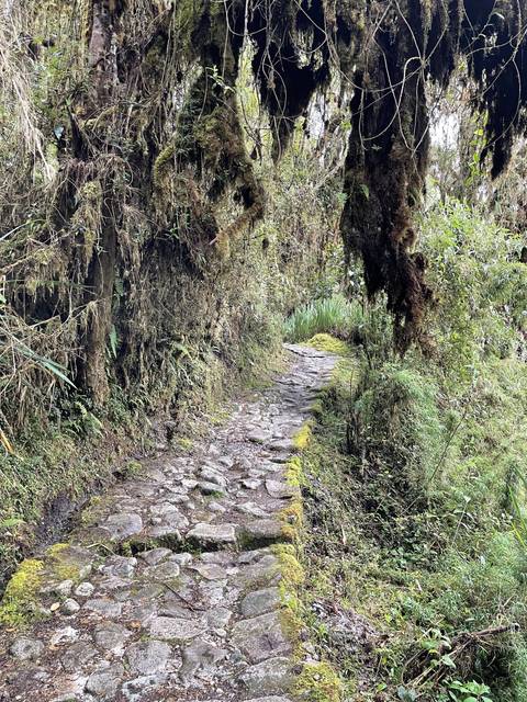 Moss-covered stone path through dense vegetation.