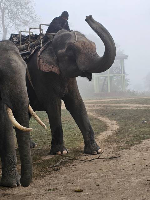 Person riding an elephant on a foggy day.