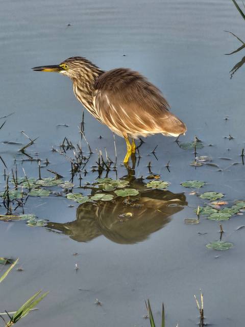 Bird near water with reflection.