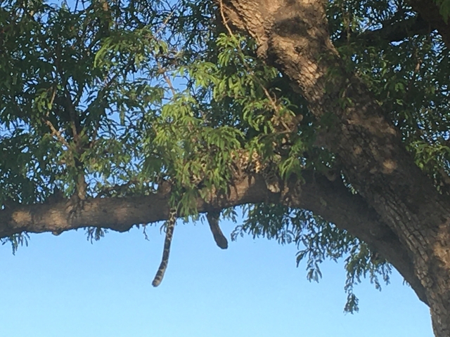 Leopard resting on a tree branch
