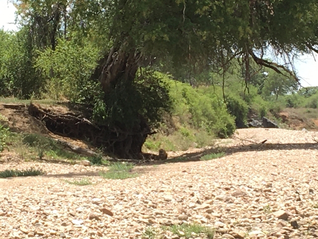 Animals resting under a tree in a dry riverbed