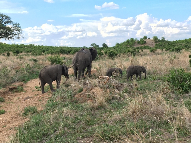 Family of elephants walking in the savannah