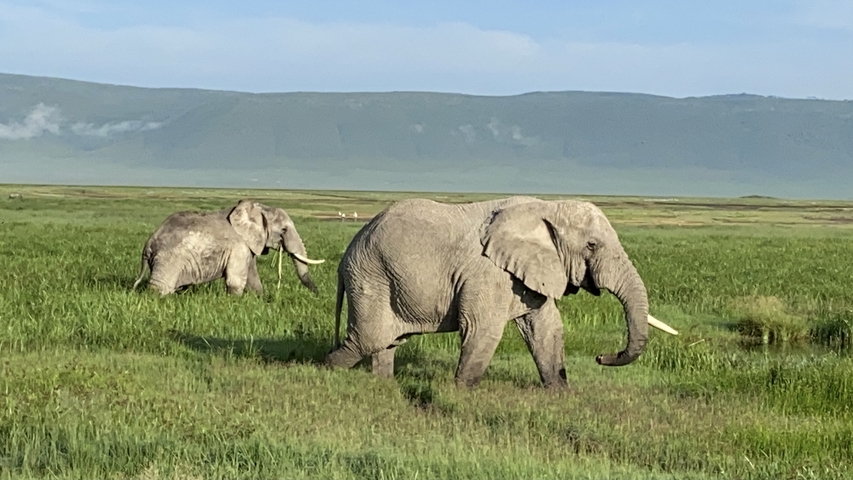 Two elephants graze in lush green plains with crater rim in background