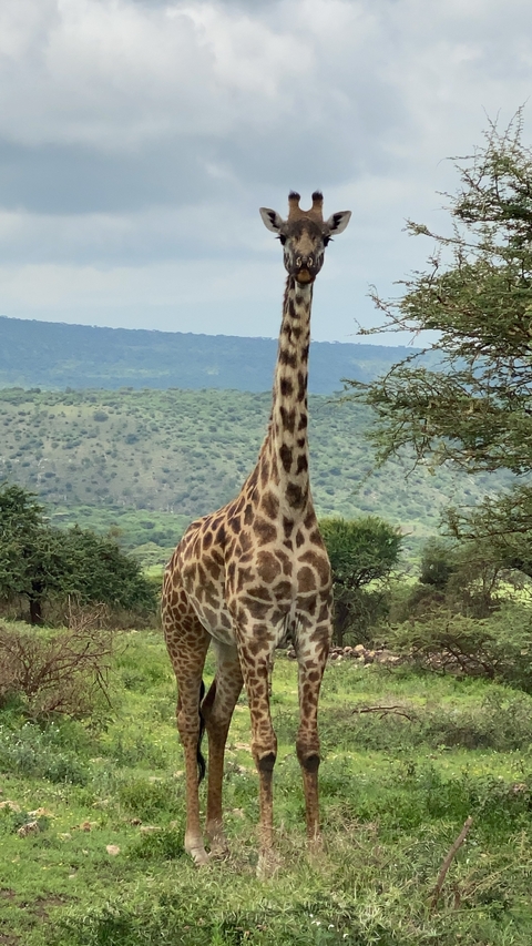 Giraffe standing tall in green savanna with distant hills beyond