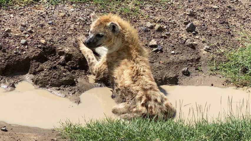 Muddy hyena resting in a small water-filled depression on the savanna track