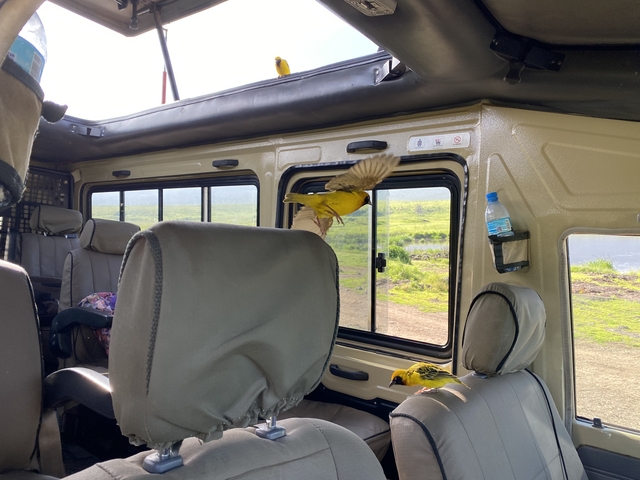 Bright yellow weaver bird flutters inside a safari jeep’s passenger cabin