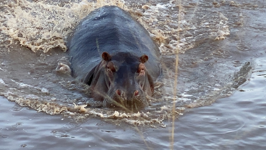 Hippo charges through muddy water sending splashes in all directions