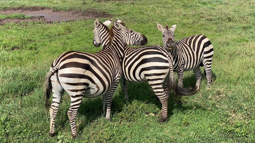 Three zebras stand close together on lush green grass, stripes contrasted sharply