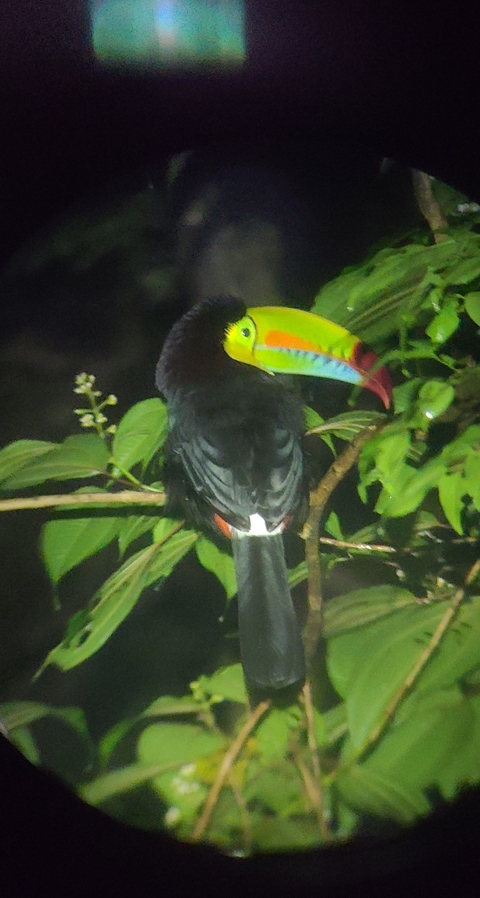 Toucan perched on a branch in a forest.