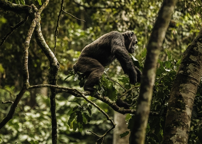 Chimpanzee on a tree in a dense forest.