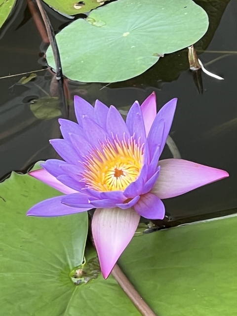 Close-up of a purple water lily in bloom.