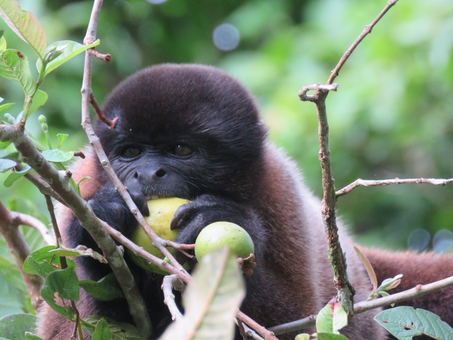 Close-up of a monkey eating fruit.