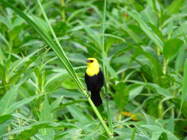 Yellow and black bird on a stalk in a green field.