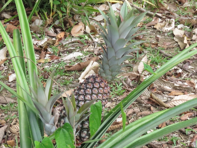 Pineapple plant growing on the ground.