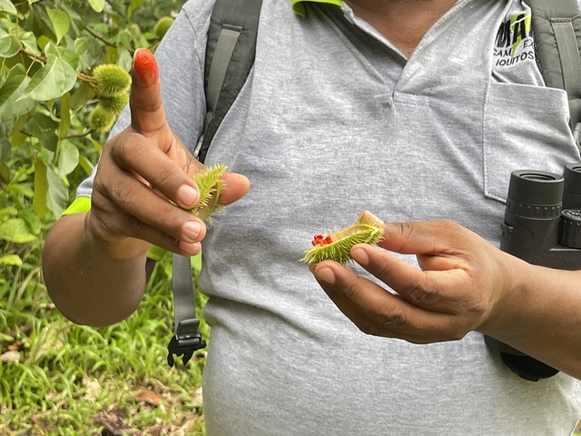 Person holding a spiny fruit and showing seeds.