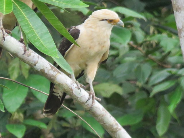Bird perched on a branch in a lush environment.