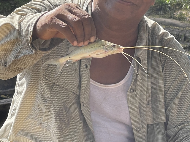 Person showing a fish with long whiskers.