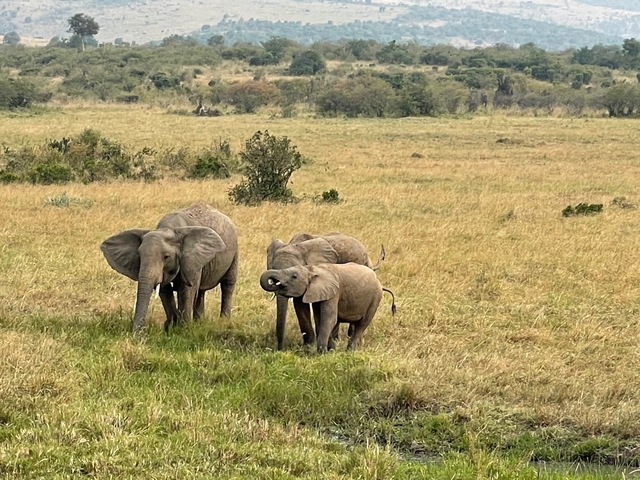 Family of elephants grazing in the savannah.
