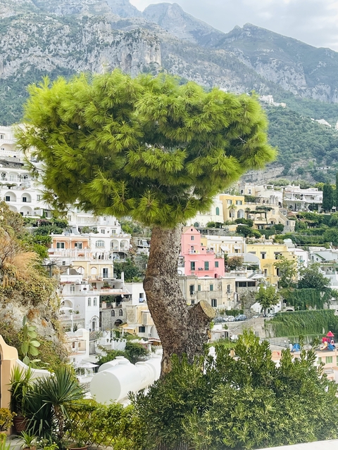 Colorful buildings with a large tree in the foreground.