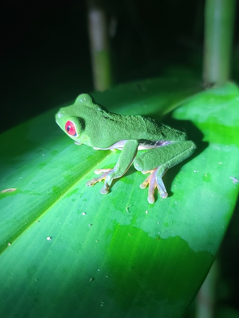 Red-eyed tree frog sitting on a leaf.