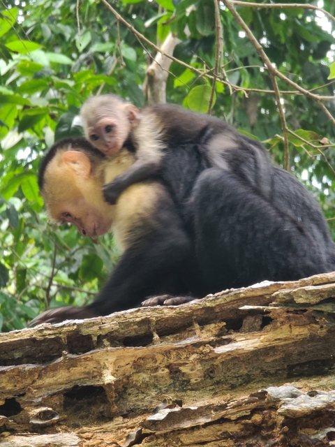 Monkey with a baby on its back in a forest.
