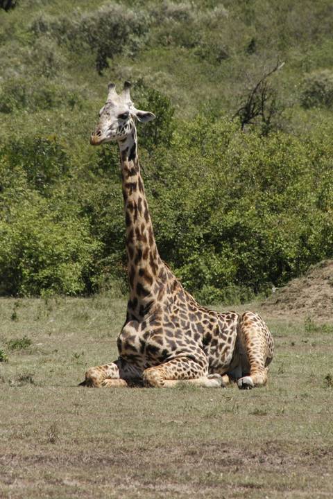 A giraffe sitting on the ground.
