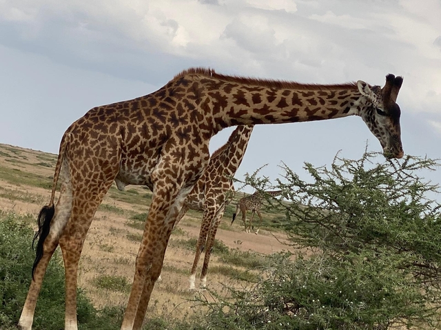Close view of a patterned giraffe browsing on thorny acacia shrubs on open savannah.