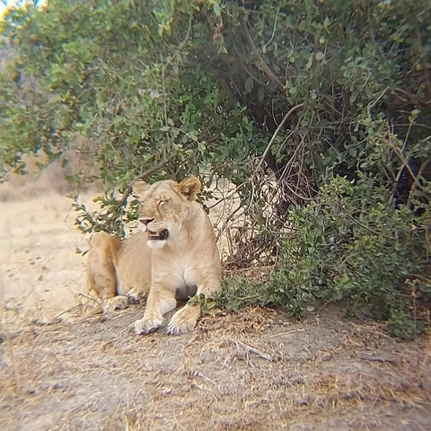 Lioness rests in the shade of dense bushes on a dry African plain.