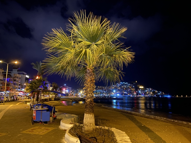 A beachfront view at night with palm trees and city lights.