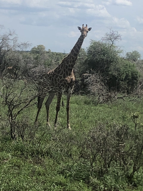 Giraffe standing among bushes in a savannah landscape.
