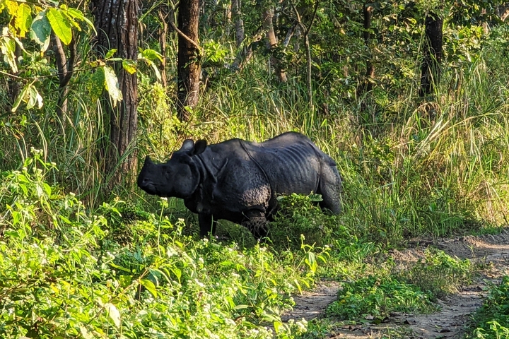 A rhinoceros in the forest.