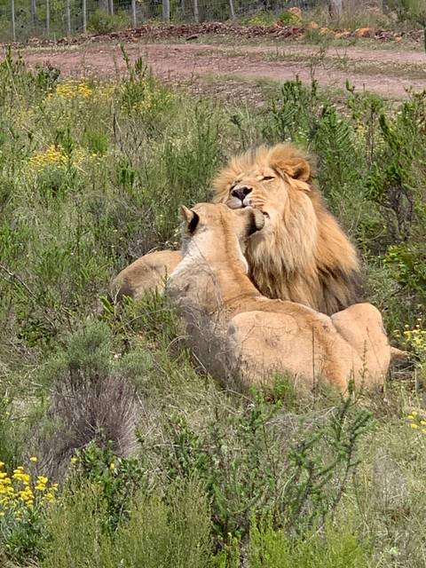 Two lions resting in a grassy area.