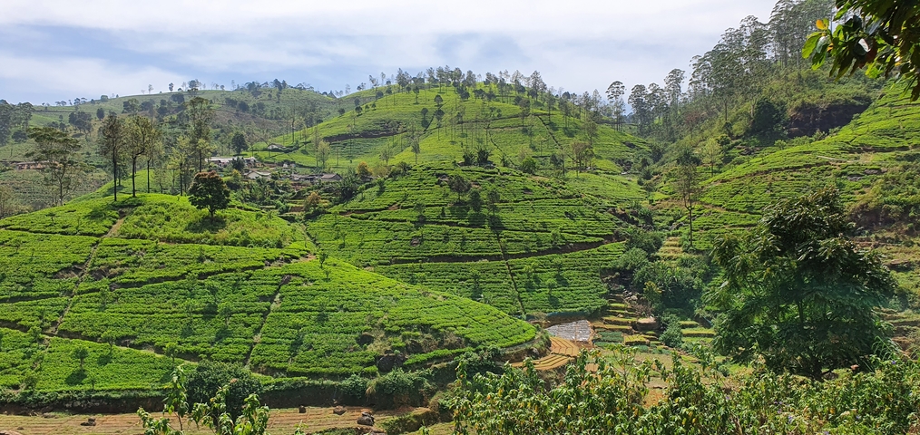 Rolling green hills covered with tea plantations under a blue sky.